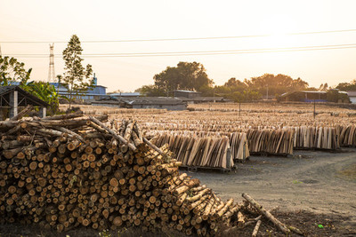 木片与木材加工厂的现代化转型